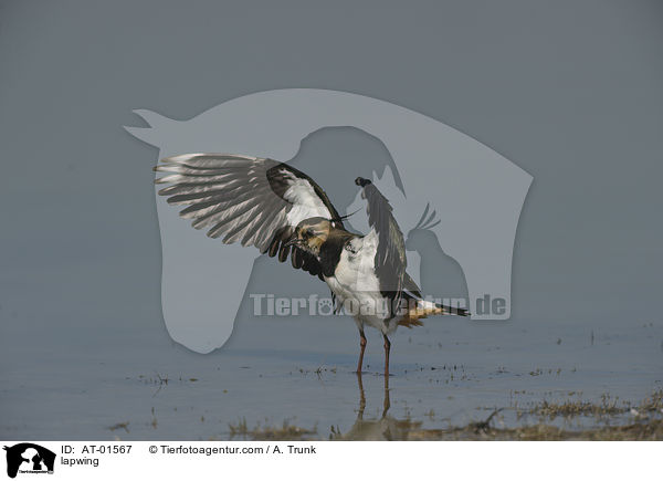 lapwing / AT-01567