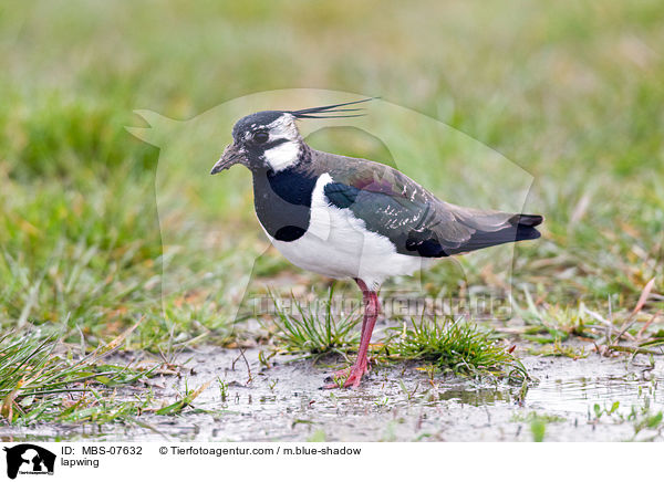 lapwing / MBS-07632