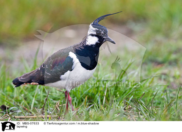 lapwing / MBS-07633
