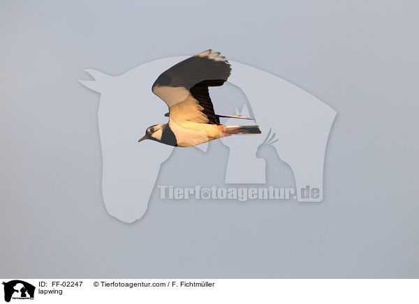 lapwing / FF-02247
