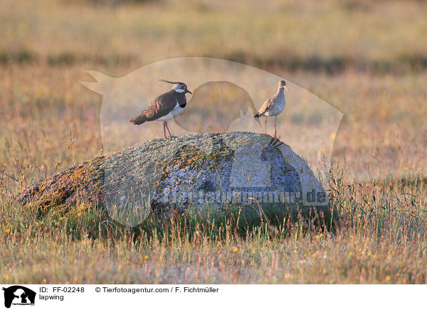 lapwing / FF-02248