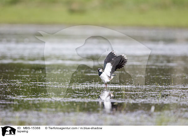 Kiebitz / lapwing / MBS-15368