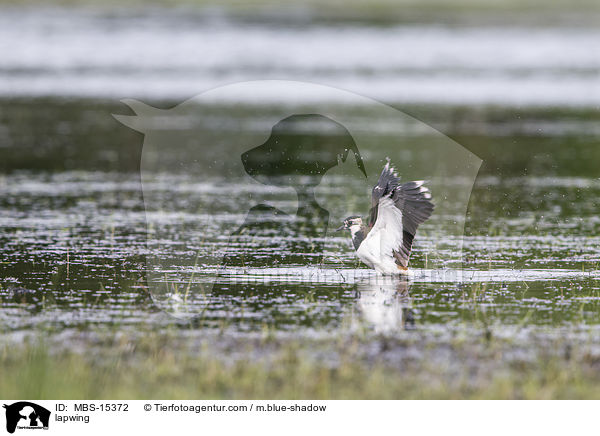 lapwing / MBS-15372