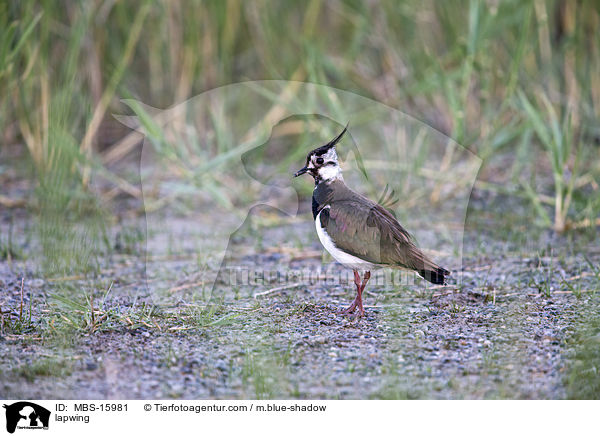 Kiebitz / lapwing / MBS-15981