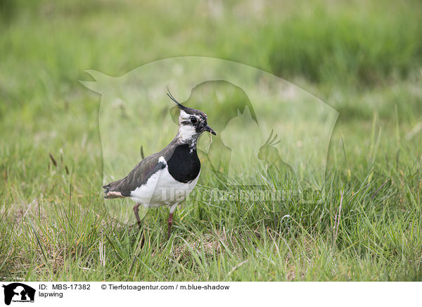 Kiebitz / lapwing / MBS-17382