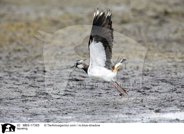 Kiebitz / lapwing / MBS-17385