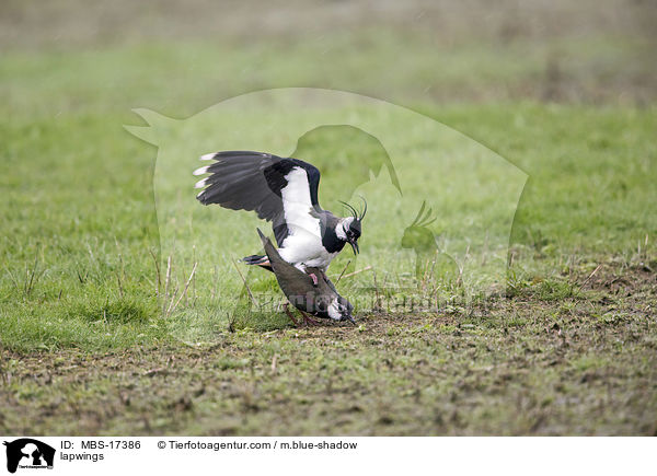 Kiebitze / lapwings / MBS-17386