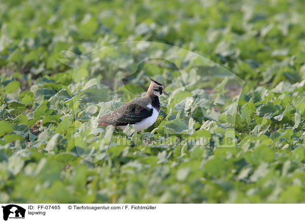 lapwing / FF-07465