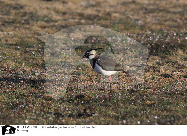 Kiebitz / lapwing / FF-10630