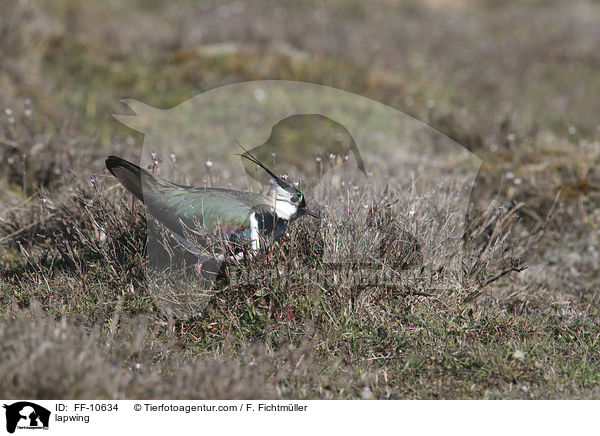 lapwing / FF-10634