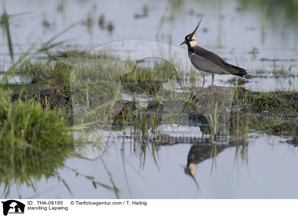 stehender Kiebitz / standing Lapwing / THA-08195