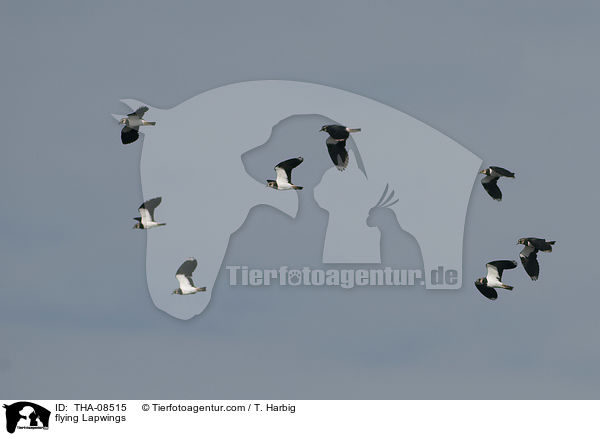 fliegende Kiebitze / flying Lapwings / THA-08515