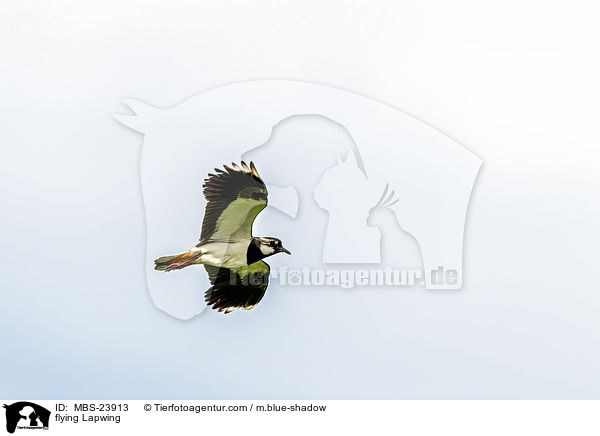 fliegender Kiebitz / flying Lapwing / MBS-23913