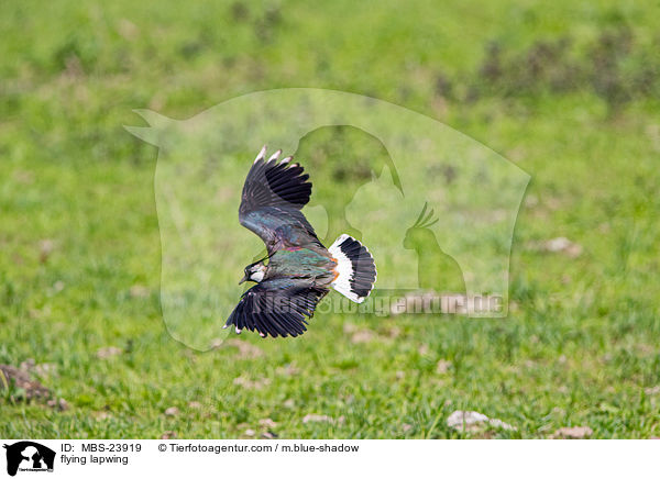 flying lapwing / MBS-23919