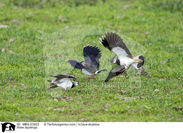 Drei Kiebitze / three lapwings / MBS-23922