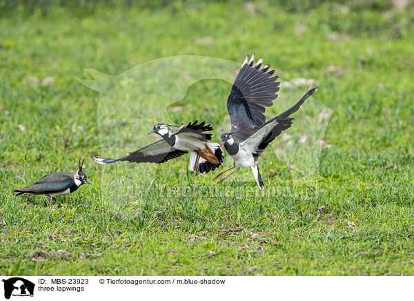 Drei Kiebitze / three lapwings / MBS-23923