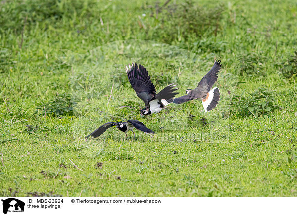 Drei Kiebitze / three lapwings / MBS-23924