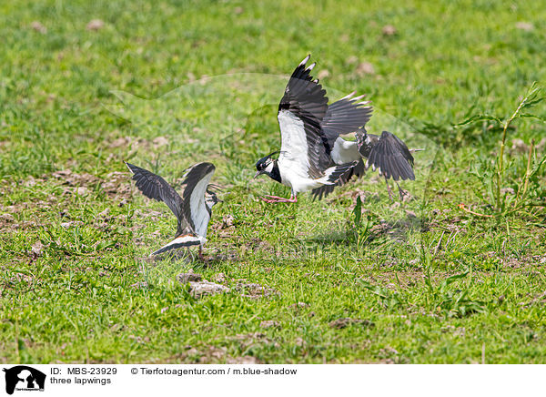 Drei Kiebitze / three lapwings / MBS-23929