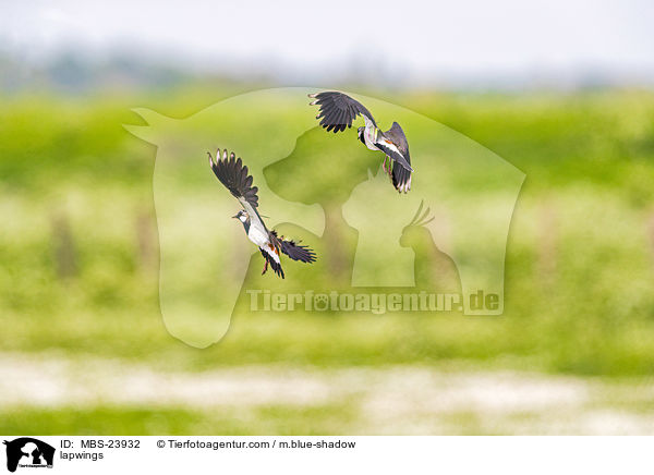 Kiebitze / lapwings / MBS-23932