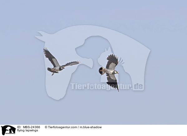 fliegende Kiebitze / flying lapwings / MBS-24366