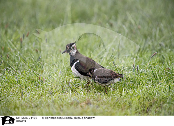 Kiebitz / lapwing / MBS-24403