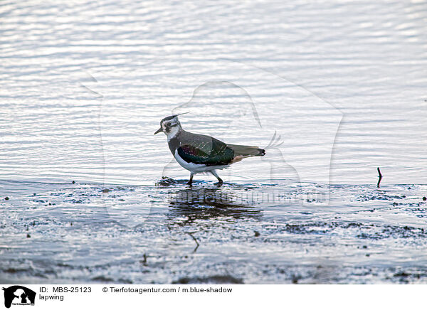 Kiebitz / lapwing / MBS-25123