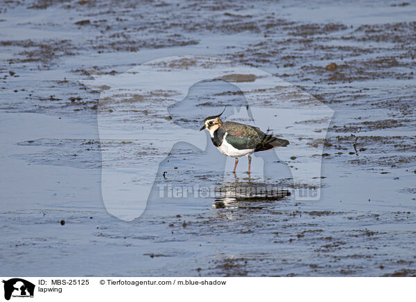 lapwing / MBS-25125