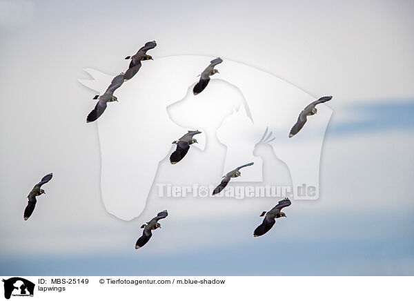 lapwings / MBS-25149