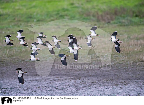 Kiebitze / lapwings / MBS-25151