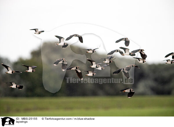 lapwings / MBS-25155