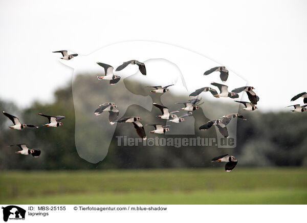 Kiebitze / lapwings / MBS-25155