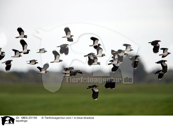 Kiebitze / lapwings / MBS-25156