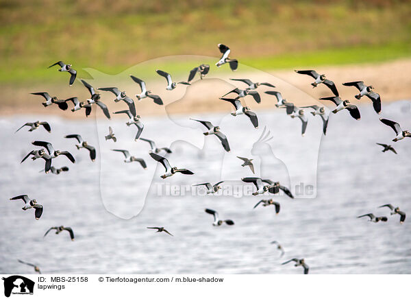 lapwings / MBS-25158