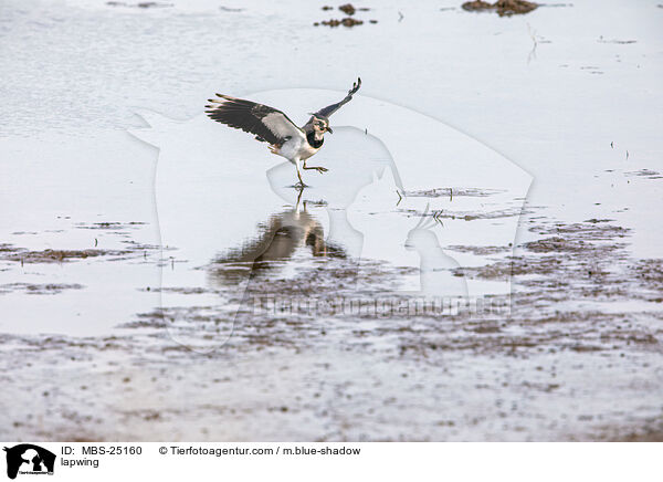 lapwing / MBS-25160