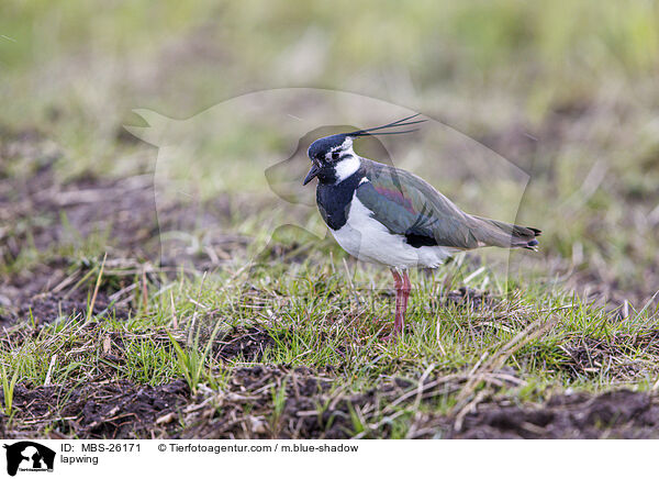 Kiebitz / lapwing / MBS-26171