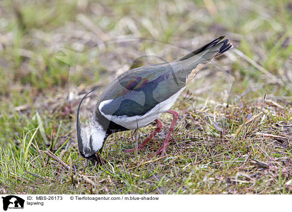 Kiebitz / lapwing / MBS-26173