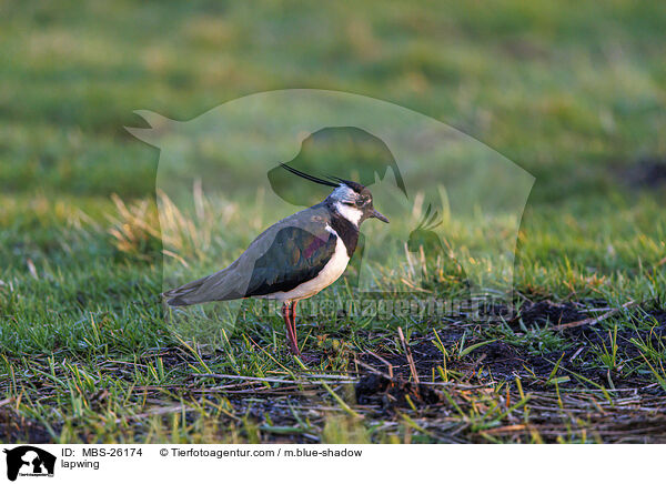 Kiebitz / lapwing / MBS-26174