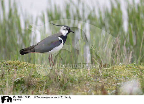 Kiebitz / lapwing / THA-10643