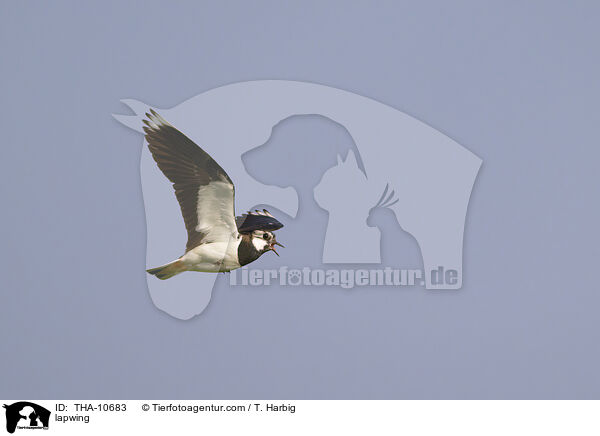 Kiebitz / lapwing / THA-10683