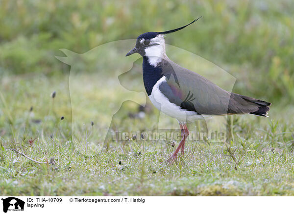 lapwing / THA-10709