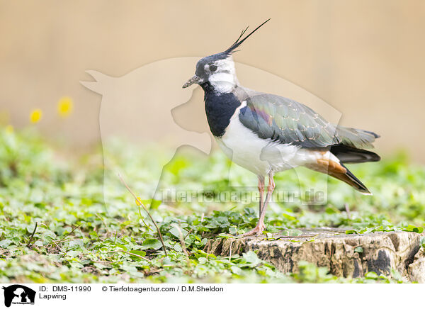 Kiebitz / Lapwing / DMS-11990