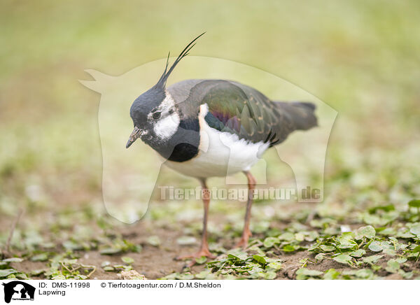 Lapwing / DMS-11998