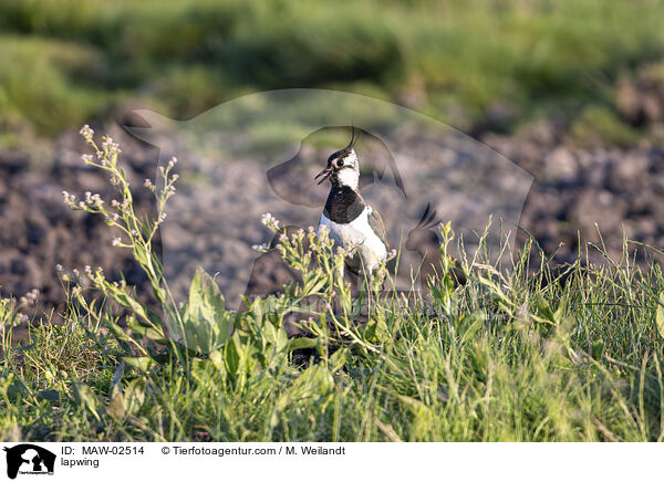 Kiebitz / lapwing / MAW-02514