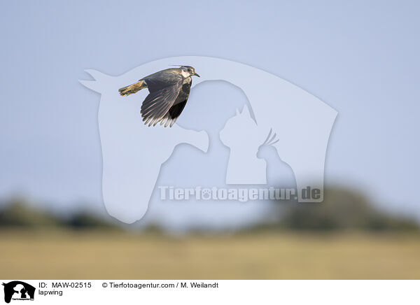 Kiebitz / lapwing / MAW-02515