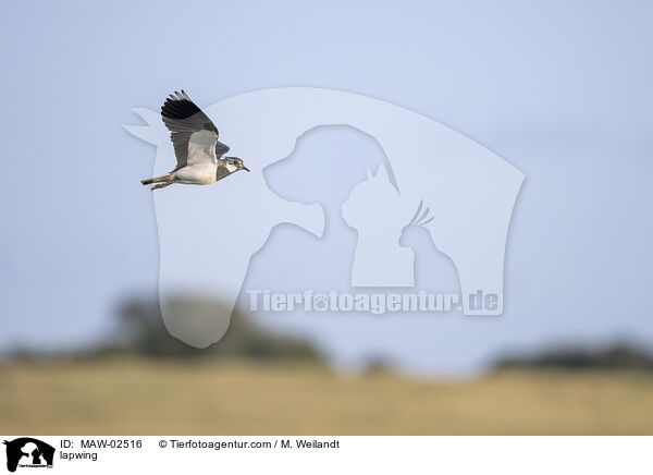 Kiebitz / lapwing / MAW-02516