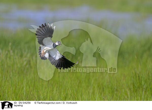 Kiebitz / lapwing / DV-04258