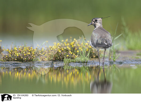 Kiebitz / lapwing / DV-04260