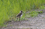 lapwing