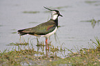 lapwing