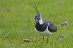 lapwing